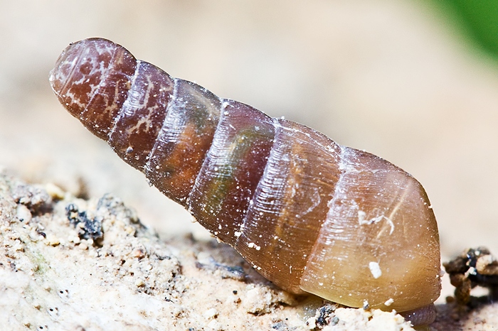 Rumina decollata - Malta